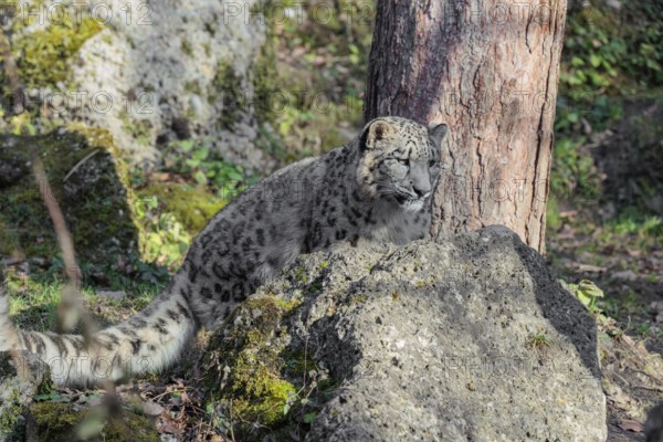 A snow leopard (Panthera uncia) sits on a sunny day between rocks next to a tree on hilly terrain Captive
