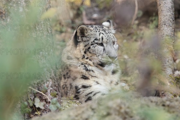 A snow leopard (Panthera uncia) rests among rocks and trees in hilly terrain, surrounded by green vegetation. Captive