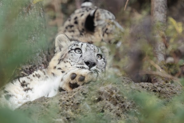 Two young snow leopards (Panthera uncia) rest on a rock in hilly terrain, surrounded by green vegetation. One looks up at the sky. Captive