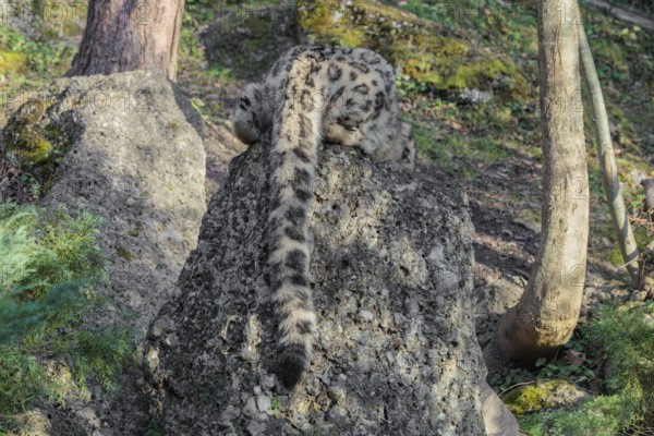 A snow leopard (Panthera uncia) rest on a rock next to a tree in hilly terrain. Only its back and long tail can be seen. Captive