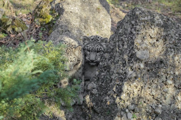 Perfect camouflage. Two snow leopards (Panthera uncia) sit next to a rock in hilly terrain, blending in with their surroundings. Captive