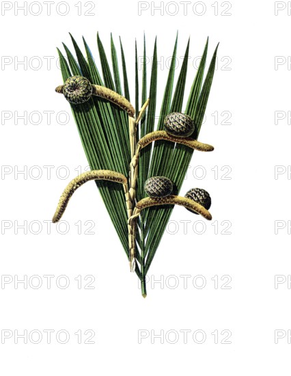 Useful plants, cultivated plants, real sago palm, sagus rumphii, school picture, authentic reproduction of a school mural, around 1920, exact date unknown, historical