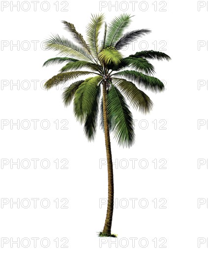 Useful plants, cultivated plants, real coconut tree, Cocos nucifera, school picture, authentic reproduction of a school mural, around 1920, exact date unknown, historical