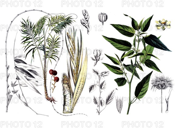 Useful plants, cultivated plants, dragon rotang, calmus draco and capsular jute, Corchorus capsularis, school picture, authentic reproduction of a school mural, around 1920, exact date unknown, historical