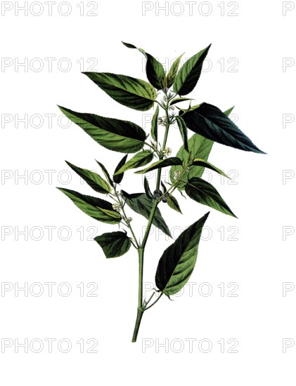 Useful plants, cultivated plants, capsular jute, Corchorus capsularis, school picture, authentic reproduction of a school mural, around 1920, exact date unknown, historical