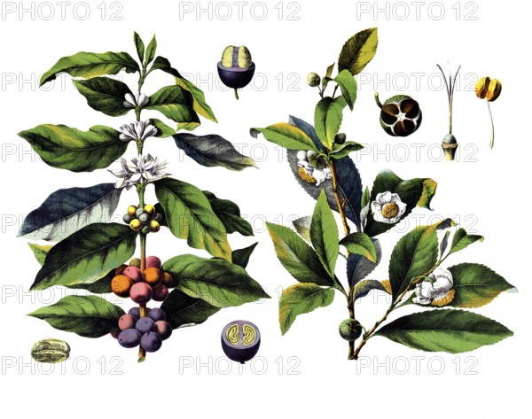 Useful plants, cultivated plants, coffee bush, coffea arabica and tea tree, thea chinensis, tea inensis, school picture, authentic reproduction of a school mural, around 1920, exact date unknown, historical