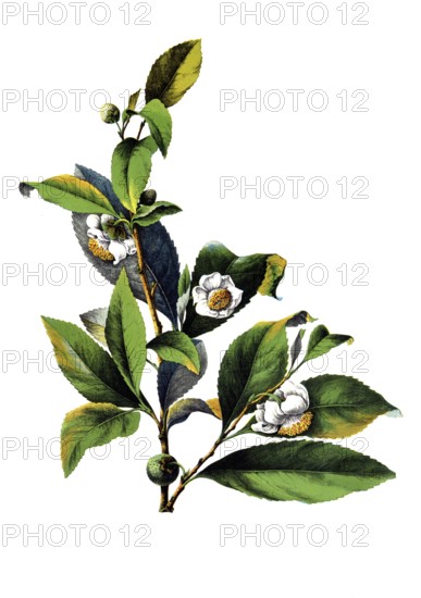 Useful plants, cultivated plants, tea bush, thea chinensis, tea inensis, school picture, authentic reproduction of a school mural, around 1920, exact date unknown, historical