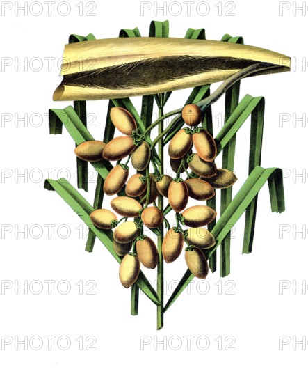 Useful plants, cultivated plants, common date palm, phoenix dactilifera, school picture, authentic reproduction of a school mural, around 1920, exact date unknown, historical