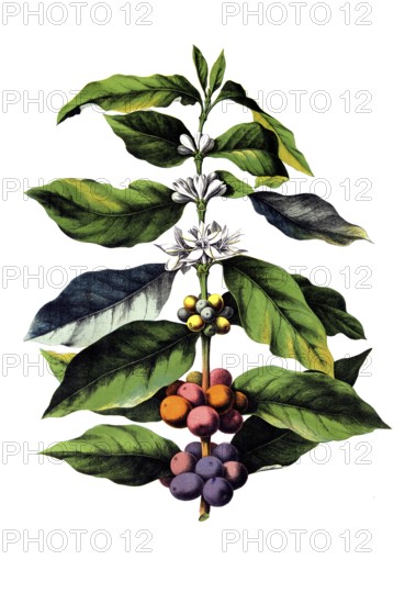 Useful plants, cultivated plants, coffee tree, Coffea arabica, school picture, authentic reproduction of a school mural, around 1920, exact date unknown, historical