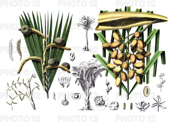 Useful plants, cultivated plants, sago palm, sagus rumphii and common date palm, Phoenix dactilifera, school picture, authentic reproduction of a school mural, around 1920, exact date unknown, historical