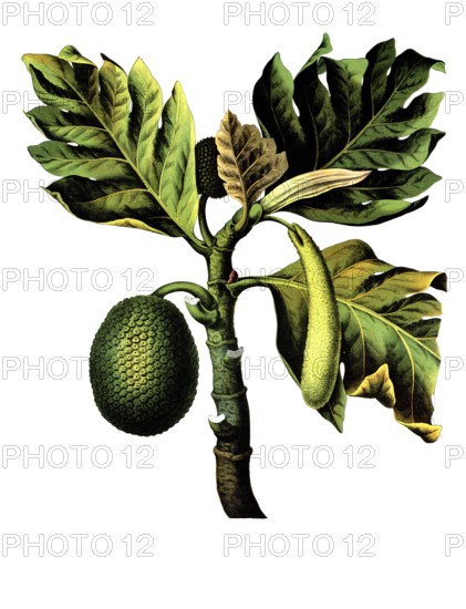 Useful plants, cultivated plants, real breadfruit tree, Artocarpus incisa, school picture, authentic reproduction of a school mural, around 1920, exact date unknown, historical