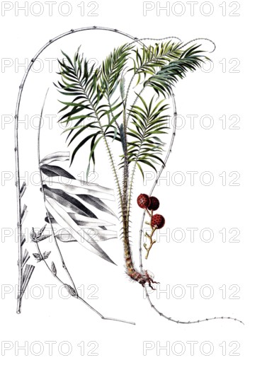 Useful plants, cultivated plants, dragon rotang, calmus draco, school picture, authentic reproduction of a school mural, around 1920, exact date unknown, historical