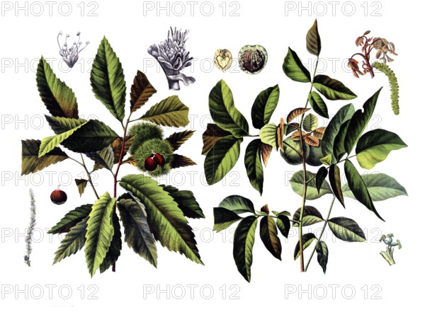 Useful plants, cultivated plants, chestnut, castanea vesca and walnut, Juglans regia, school picture, authentic reproduction of a school wall painting, around 1920, exact date unknown, historical