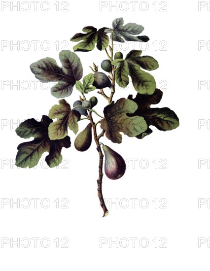 Useful plants, cultivated plants, fig tree, ficus carica, school picture, authentic reproduction of a school mural, around 1920, exact date unknown, historical