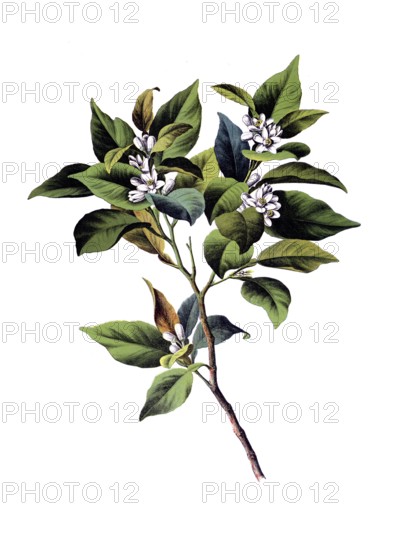 Useful plants, cultivated plants, bitter orange tree, citrus vulgaris, school picture, authentic reproduction of a school mural, around 1920, exact date unknown, historical