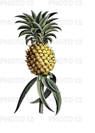 Useful plants, cultivated plants, pineapple sativa and agave, Agave americana, school painting, authentic reproduction of a school mural, around 1920, exact date unknown, historical