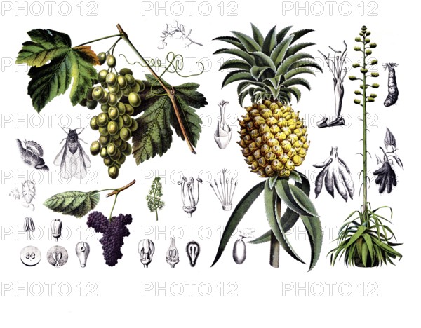 Useful plants, cultivated plants, vine, vitis vinifera and pineapple, pineapple sativa and agave, Agave americana, school picture, authentic reproduction of a school mural, around 1920, exact date unknown, historical