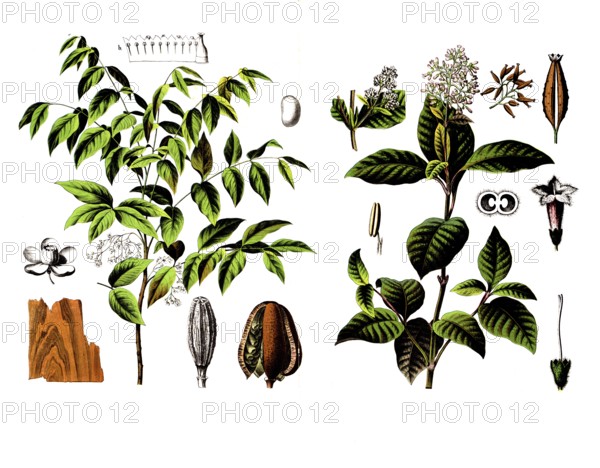Useful plants, cultivated plants, mahogany tree, Swietenia mahogany and fever bark tree, cinchona officinalis, school picture, authentic reproduction of a school wall painting, around 1920, exact date unknown, historical