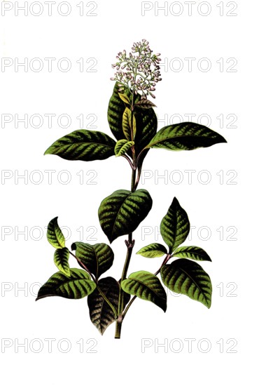 Useful plants, cultivated plants, fever bark tree, cinchona officinalis, school picture, authentic reproduction of a school mural, around 1920, exact date unknown, historical