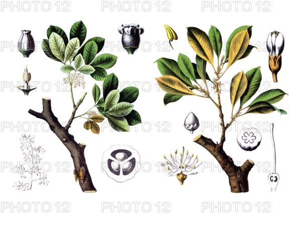 Useful plants, cultivated plants, rubber tree, Siphonia elastica and gutta percha tree, Isonandra gutta, school picture, authentic reproduction of a school wall painting, around 1920, exact date unknown, historical
