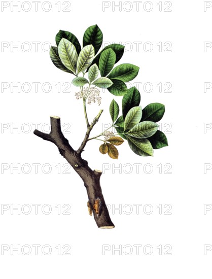 Useful plants, cultivated plants, rubber tree, Siphonia elastica, school picture, authentic reproduction of a school mural, around 1920, exact date unknown, historical