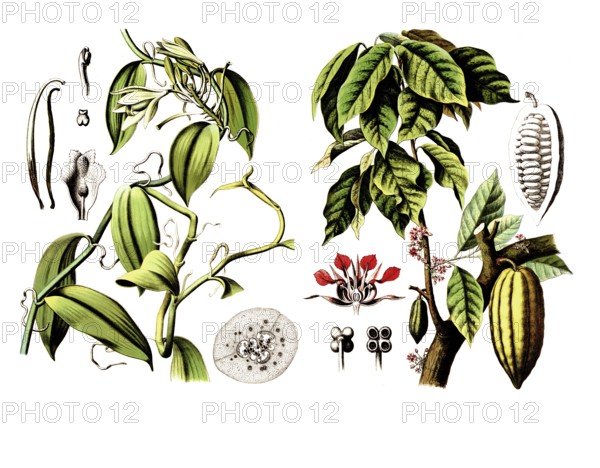 Useful plants, cultivated plants, vanilla, vanilla planifolia and cocoa tree, Theobroma cacao, school picture, authentic reproduction of a school mural, around 1920, exact date unknown, historical