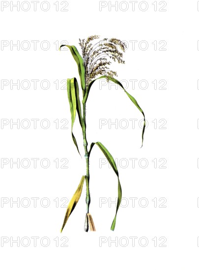 Useful plants, cultivated plants, millet, Panicum miliaceum, school picture, authentic reproduction of a school mural, around 1920, exact date unknown, historical