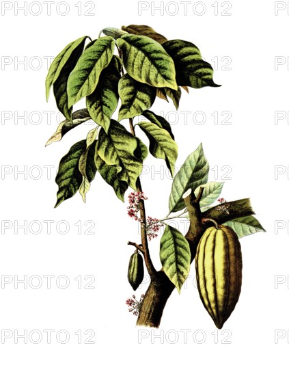 Useful plants, cultivated plants, cocoa tree, Theobroma cacao, school picture, authentic reproduction of a school mural, around 1920, exact date unknown, historical