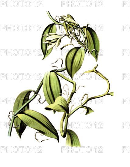 Useful plants, cultivated plants, vanilla, vanilla planifolia, school picture, authentic reproduction of a school mural, around 1920, exact date unknown, historical