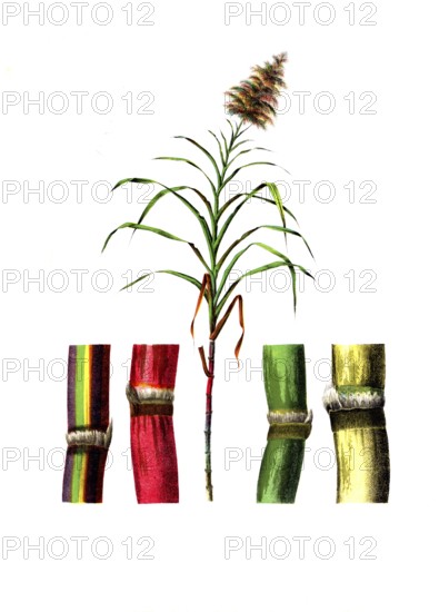 Useful plants, cultivated plants, sugar cane, Saccarum officinarum, school picture, authentic reproduction of a school mural, around 1920, exact date unknown, historical