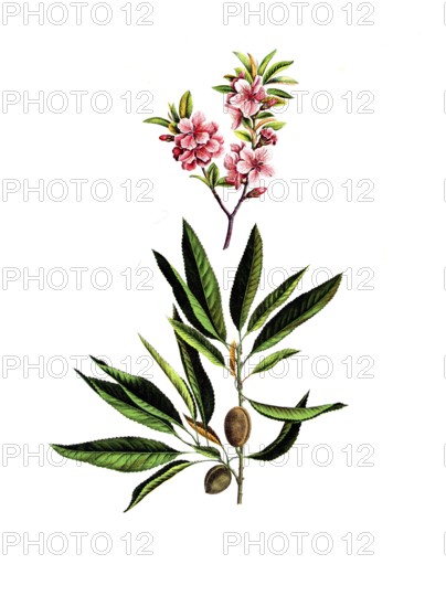 Useful plants, cultivated plants, almond tree, Amygdalus communis, school picture, authentic reproduction of a school mural, around 1920, exact date unknown, historical