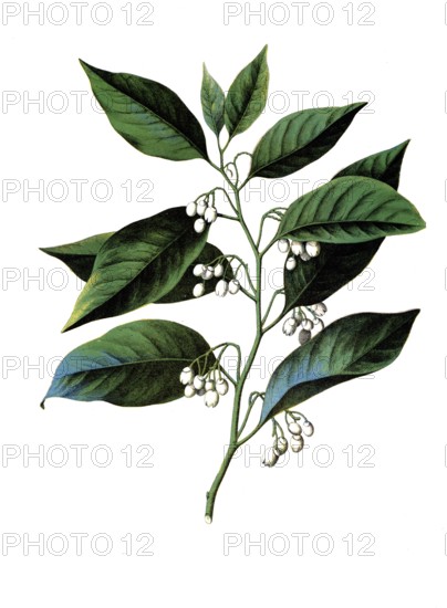 Useful plants, cultivated plants, nutmeg, myristica moschata, school picture, authentic reproduction of a school mural, around 1920, exact date unknown, historical