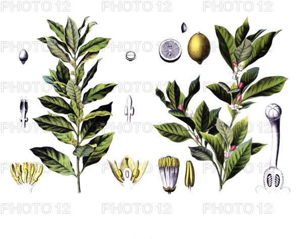 Useful plants, cultivated plants, laurel, Laurus nobilis and lime, citrus limonum, school picture, authentic reproduction of a school mural, around 1920, exact date unknown, historical