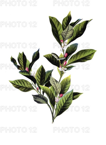 Useful plants, cultivated plants, lime, citrus limonum, school picture, authentic reproduction of a school mural, around 1920, exact date unknown, historical