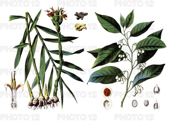 Useful plants, cultivated plants, ginger, Zingiber officinale and nutmeg, Myristica moschata, school picture, authentic reproduction of a school wall painting, around 1920, exact date unknown, historical