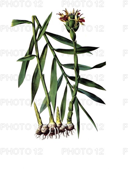 Useful plants, cultivated plants, ginger, Zingiber officinale, school picture, authentic reproduction of a school mural, around 1920, exact date unknown, historical