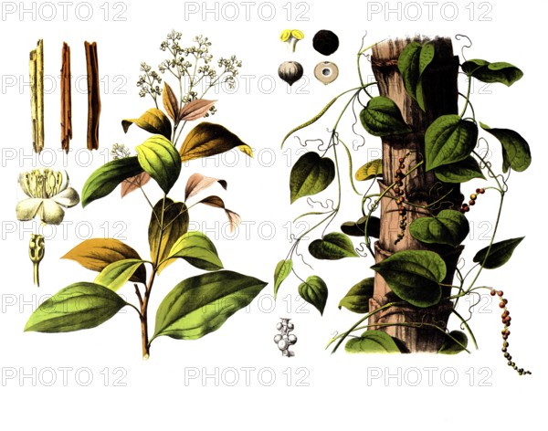 Useful plants, cultivated plants, Ceylon cinnamon tree, Laurus cinnamomum and black pepper, Piper nigrum, school picture, authentic reproduction of a school wall painting, around 1920, exact date unknown, historical