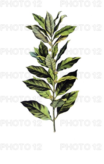 Useful plants, cultivated plants, laurel, Laurus nobilis, school picture, authentic reproduction of a school mural, around 1920, exact date unknown, historical
