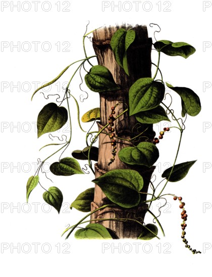 Useful plants, cultivated plants, black pepper, piper nigrum, school picture, authentic reproduction of a school mural, around 1920, exact date unknown, historical