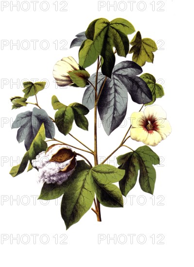 Useful plants, cultivated plants, cotton, Gossypium herbaceum, school picture, authentic reproduction of a school mural, around 1920, exact date unknown, historical
