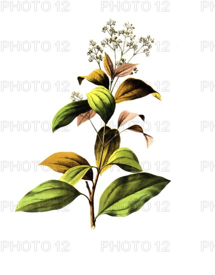 Useful plants, cultivated plants, Ceylon cinnamon tree, Laurus cinnamomum, school picture, authentic reproduction of a school mural, around 1920, exact date unknown, historical
