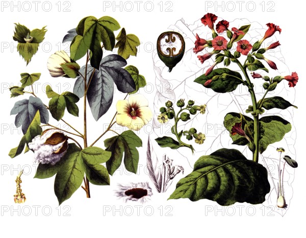 Useful plants, cultivated plants, cotton, Gossypium herbaceum and virginian tobacco, Nicotiana tabacum, school picture, authentic reproduction of a school mural, around 1920, exact date unknown, historical