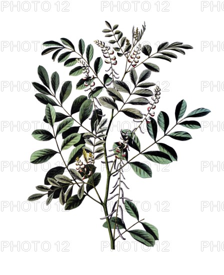 Useful plants, cultivated plants, indigo plant, indigofera tinctoria, school picture, authentic reproduction of a school mural, around 1920, exact date unknown, historical