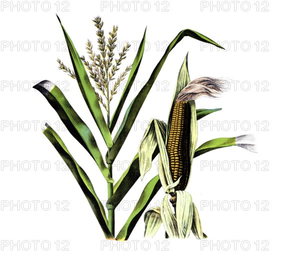 Crop plants, maize, zea maize, school picture, authentic reproduction of a school mural, around 1920, exact date unknown, historical
