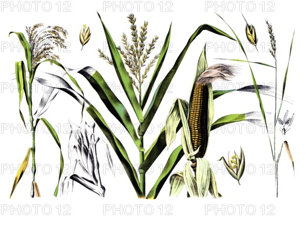 Useful plants, cultivated plants, millet, Panicum miliaceum and maize, zea maize and rice, Oryza sativa, school picture, authentic reproduction of a school mural, around 1920, exact date unknown, historical
