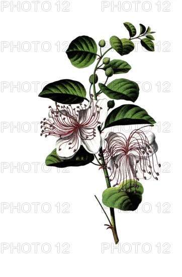 Useful plants, caper bush, Capparis spinosa, school picture, authentic reproduction of a school mural, around 1920, exact date unknown, historical