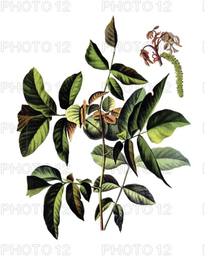 Useful plants, cultivated plants, walnut, Juglans regia, school picture, authentic reproduction of a school mural, around 1920, exact date unknown, historical