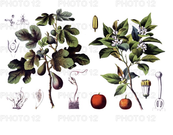 Useful plants, cultivated plants, fig tree, ficus carica and bitter orange tree, citrus vulgaris, school picture, authentic reproduction of a school wall painting, around 1920, exact date unknown, historical