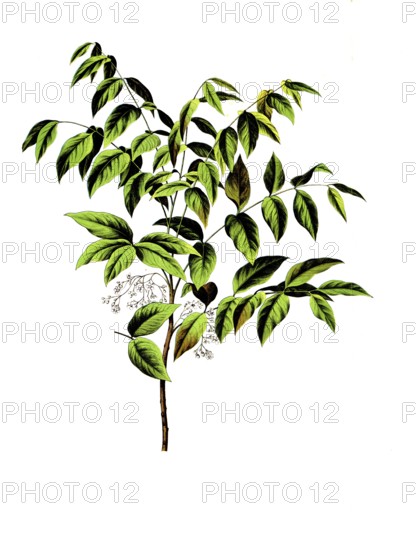 Useful plants, cultivated plants, mahogany tree, Swietenia mahogany, school picture, authentic reproduction of a school mural, around 1920, exact date unknown, historical