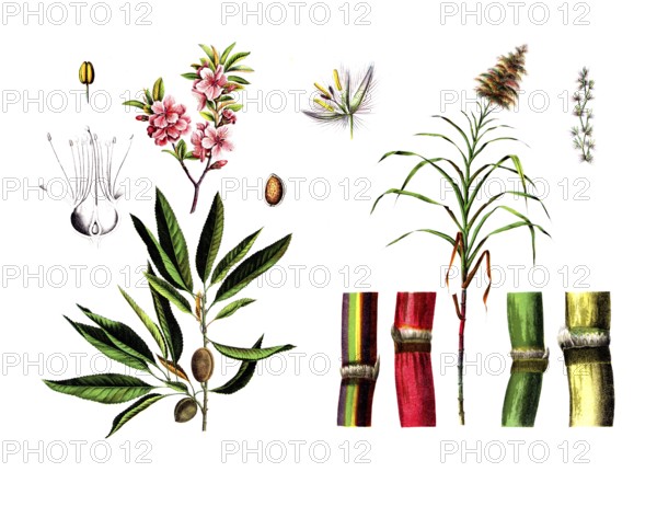 Useful plants, cultivated plants, almond tree, Amygdalus communis and sugar cane, Saccarum officinarum, school picture, authentic reproduction of a school wall painting, around 1920, exact date unknown, historical